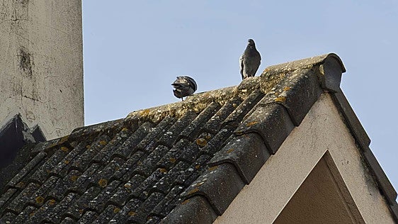 El Ayuntamiento de Mérida colocará 50 jaulas por toda la ciudad para controlar la sobrepoblación de palomas