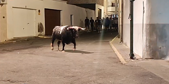 Siguen las Fiestas de Agosto 2026 en Torrejoncillo sin percances en la lidia y con un larguísimo encierro del toro de la madrugada del sábado
