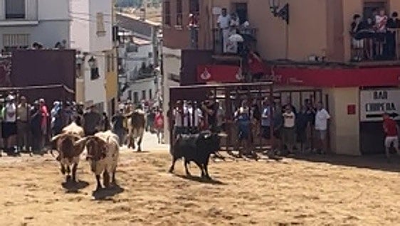 Torrejoncillo cierra sus Fiestas de Agosto 2026 sin percances y con una gran afluencia de público en los últimos festejos taurinos