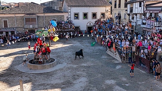 Un fallo con la Seguridad Social retrasa la suelta de toros en Cuacos de Yuste