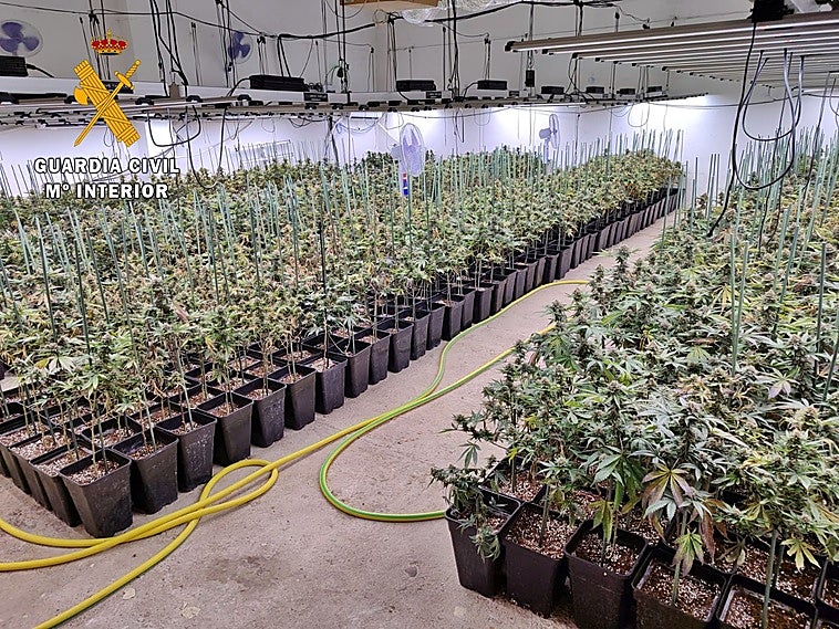 Desmantelan en una finca de Valverde de Mérida una plantación con casi un millar de plantas de marihuana