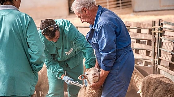 Un brote en Campo Lugar eleva a tres los focos de lengua azul ovina en Extremadura