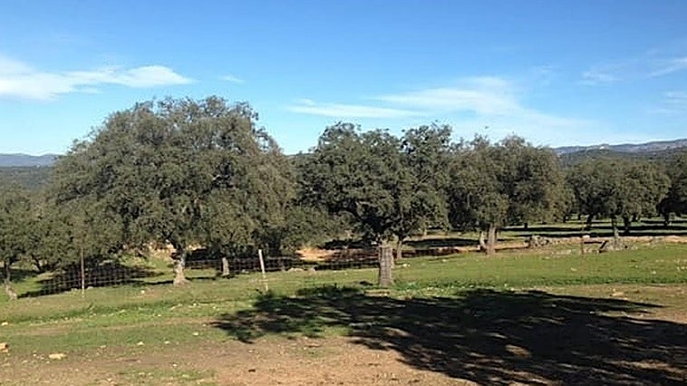 Muere un hombre de 68 años tras caerle encima varias pacas de paja en una finca de Berzocana