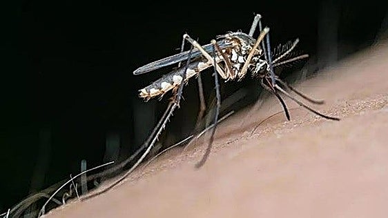 El SES suma tres nuevos casos de fiebre del Nilo en Extremadura