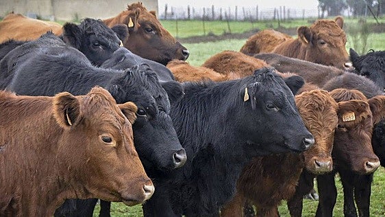 Confirmado el cuarto foco de brucelosis bovina en Extremadura, que obliga a sacrificar a otros 168 animales
