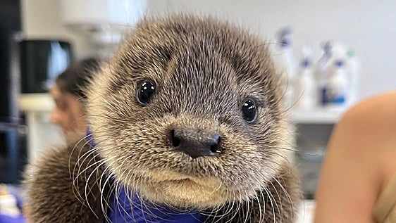 Rescatan a una cría de nutria en La Vera: así es su recuperación en el centro Los Hornos