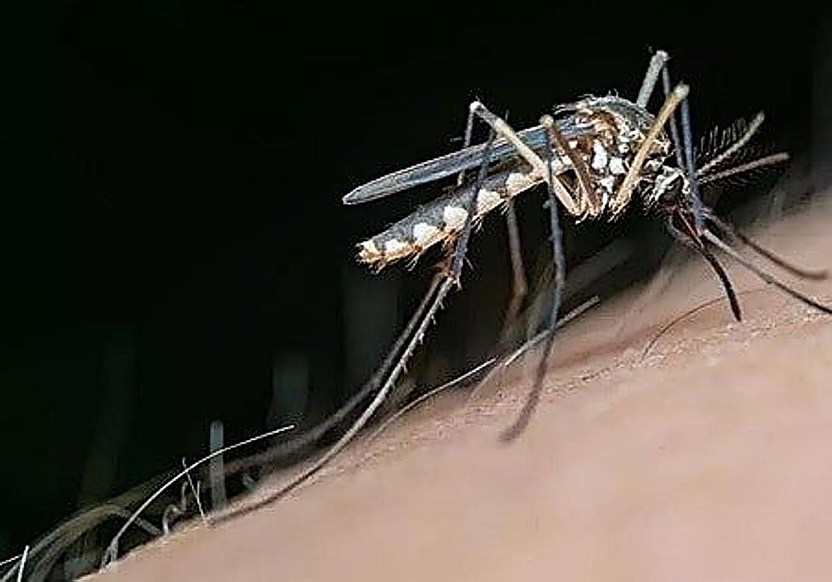 El SES confirma cuatro nuevos casos de fiebre del Nilo en Extremadura