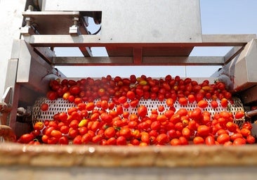 Las cooperativas pedirán a los tomateros que no siembren si el precio es bajo