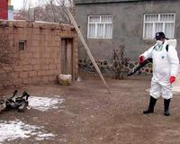 Turquía confirma la segunda muerte humana por gripe aviar y enciende nuevas alarmas