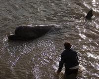 Intentan devolver al mar a una ballena que aparece en medio del Támesis