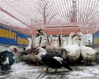 Hallan muertas en Hungría cuatro aves de caza que presentan el virus H5