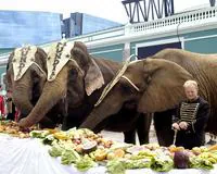 Tres elefantes baten el récord Guinness al comer 502 kilos de fruta y verdura