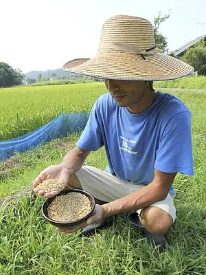 Un agricultor revisa su cosecha en los campos cercanos a Fukushima. / Efe