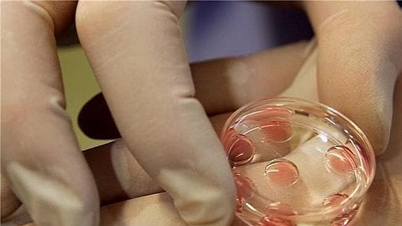 Un experto prepara en una clínica el óvulo para realizar una inseminación artificial. 