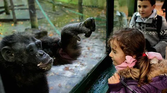 Una niña observa un chimpancé. 
