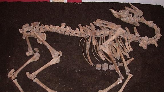 Esqueleto completo de un camello de siglo XVI.