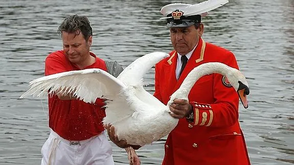 Un cisne es recogido de las aguas del Támesis.