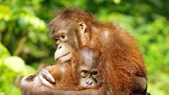 Un orangután abraza a su bebé.