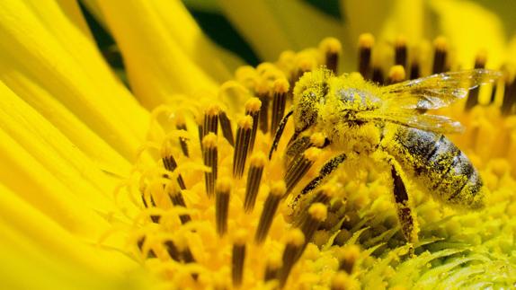 La población mundial de abejas no para de descender.