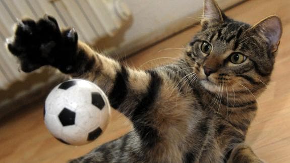 Un gato juega con una pelota. 