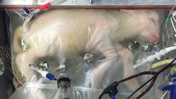 Un útero artificial mantiene con vida a fetos de animales prematuros