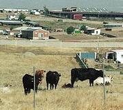 El polígono ganadero sigue pendiente de su ordenación