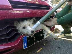 GRAVE. Val se recupera lentamente de la complicada operación a la que fue sometido. / C. MORENO