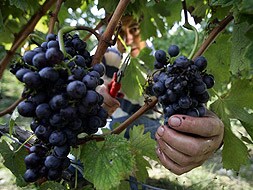 Un jornalero, vendimiando un racimo de uvas tintas.|HOY