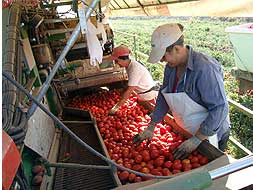 Mujeres seleccionan tomate en una máquina cosechadora en las Vegas Altas del Guadiana./RAÚL HABA