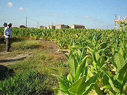 Plantación de tabaco en el Valle del Tiétar. / HOY