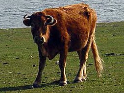 Vaca pastando en el terreno situado entre El Gordo y Berrocalejo, denominada Isla de Valdecañas.|HOY