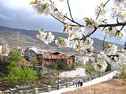 Ramas de un cerezo en flor en Cabezuela del Valle, atravesada por el río Jerte. / PALMA