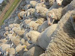 Rebaño de ovejas en una finca de la comarca de La Serena. / AM