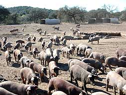 Cerdos ibéricos en una explotación ganadera cerca de Mérida./ BRÍGIDO