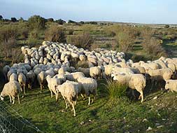 Vía pecuaria utilizada por el ganado ovino. / HOY