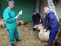 Campaña de vacunación en Guipúzcoa para prevenir la enfermedad de la lengua azul en el ganado ovino.|HOY