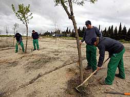 Los trabajos en el parque de la Zona Norte han comenzado la pasada semana con la plantación de árboles. / J.M. ROMERO