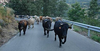 Las vacas tomarán carreteras y calles en el fin de semana. / AG