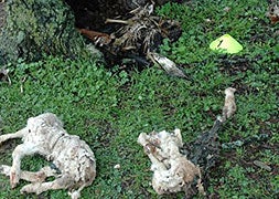 Un alimoche seguido por GPS descubre el envenenamiento masivo de 14 aves en Siruela