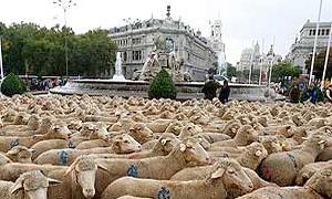 Dos mil ovejas extremeñas de paseo por el centro de Madrid