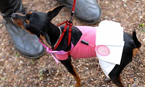 Perrito vestido con un divertido atuendo. / CASIMIRO MORENO