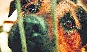 6.000 euros por el torturador del perro