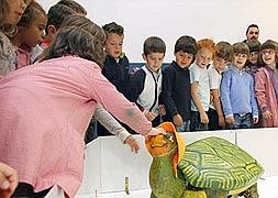 La tortuga Dulce llega a Cáceres