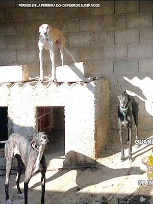 Los animales acababan de ser robados de unas perreras en la finca de 'El Chaparral' de Hornachos | CEDIDA