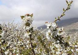 Te quedan 10 días antes de que el Jerte deje de ser blanco