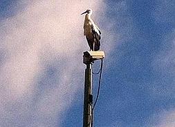 La cigüeña burlona y las maderas llenas de huesos