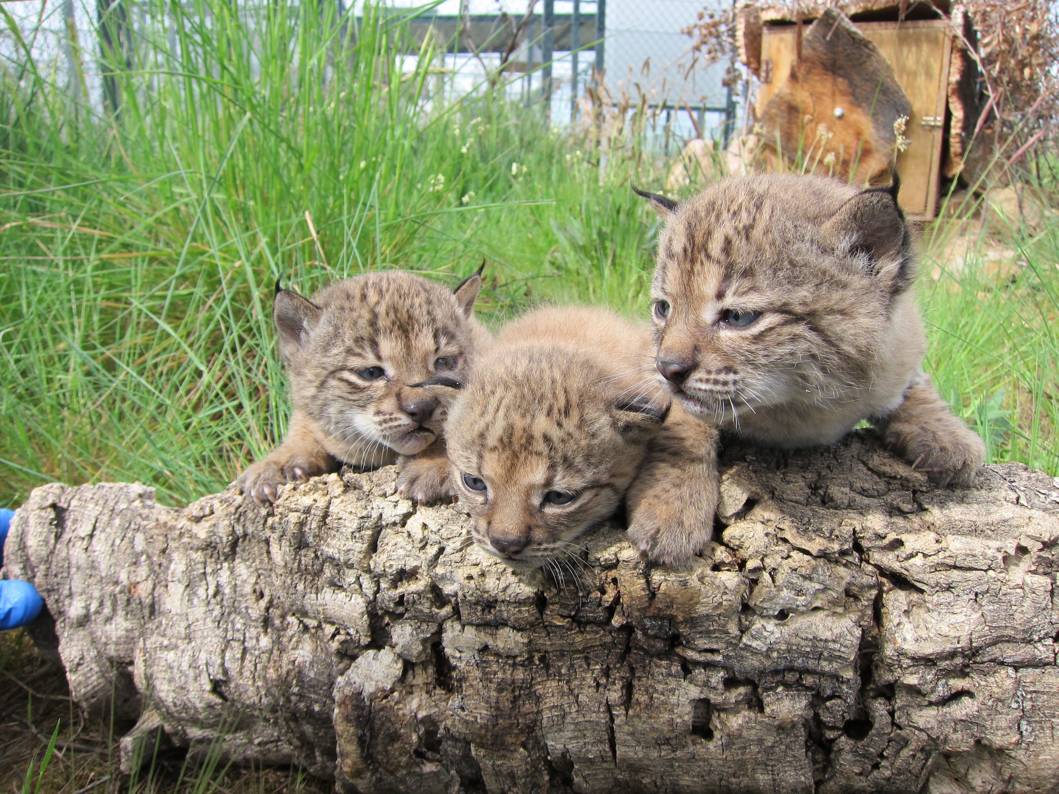 Jerte, Jaraíz y Jarilla fueron, en 2012, los tres primeros linces nacidos en Extremadura.