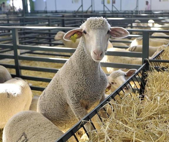 Unas 500 ovejas merinas participan en la feria. 