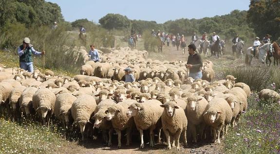 Ejemplares de oveja merina en la Serena. 