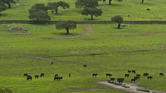 Toros bravos pastando en una finca ubicada entre Valverde de Leganés y Táliga